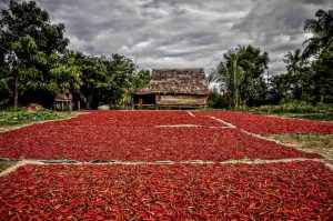 Drying red chilies spread out in the open air in front of a traditional thatched-roof hut with lush greenery in the background.