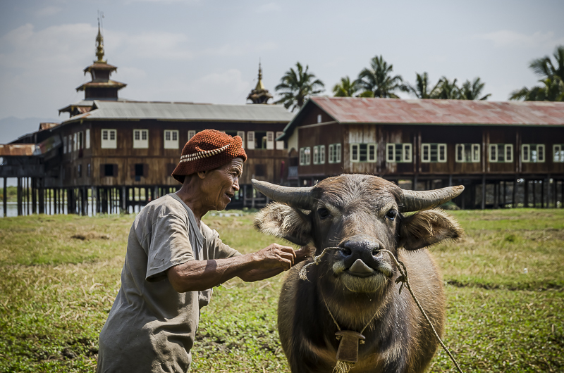 A man in a knitted hat leads a buffalo with a rope in a field, with traditional wooden buildings and a pagoda-style structure in the background.