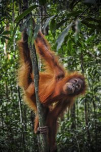 An orangutan clings to a slender tree trunk with a curious expression as it gazes downwards amidst a lush forest setting.