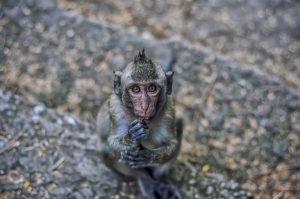 A monkey sitting on the ground while eating with a focused gaze.
