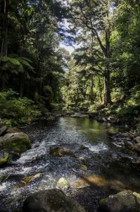 A serene forest stream flows among verdant trees and lush ferns under a partly cloudy sky.